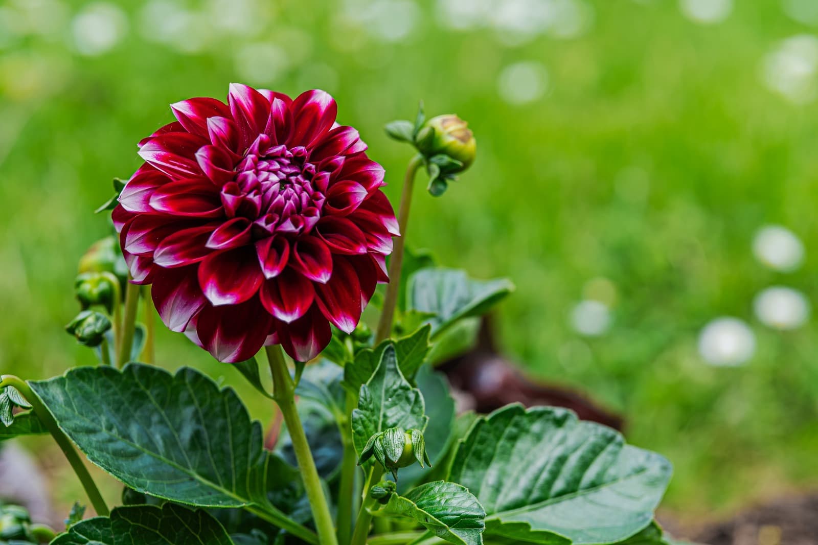 Flor roja asociada a identidad de marca y diferenciacion sensorial