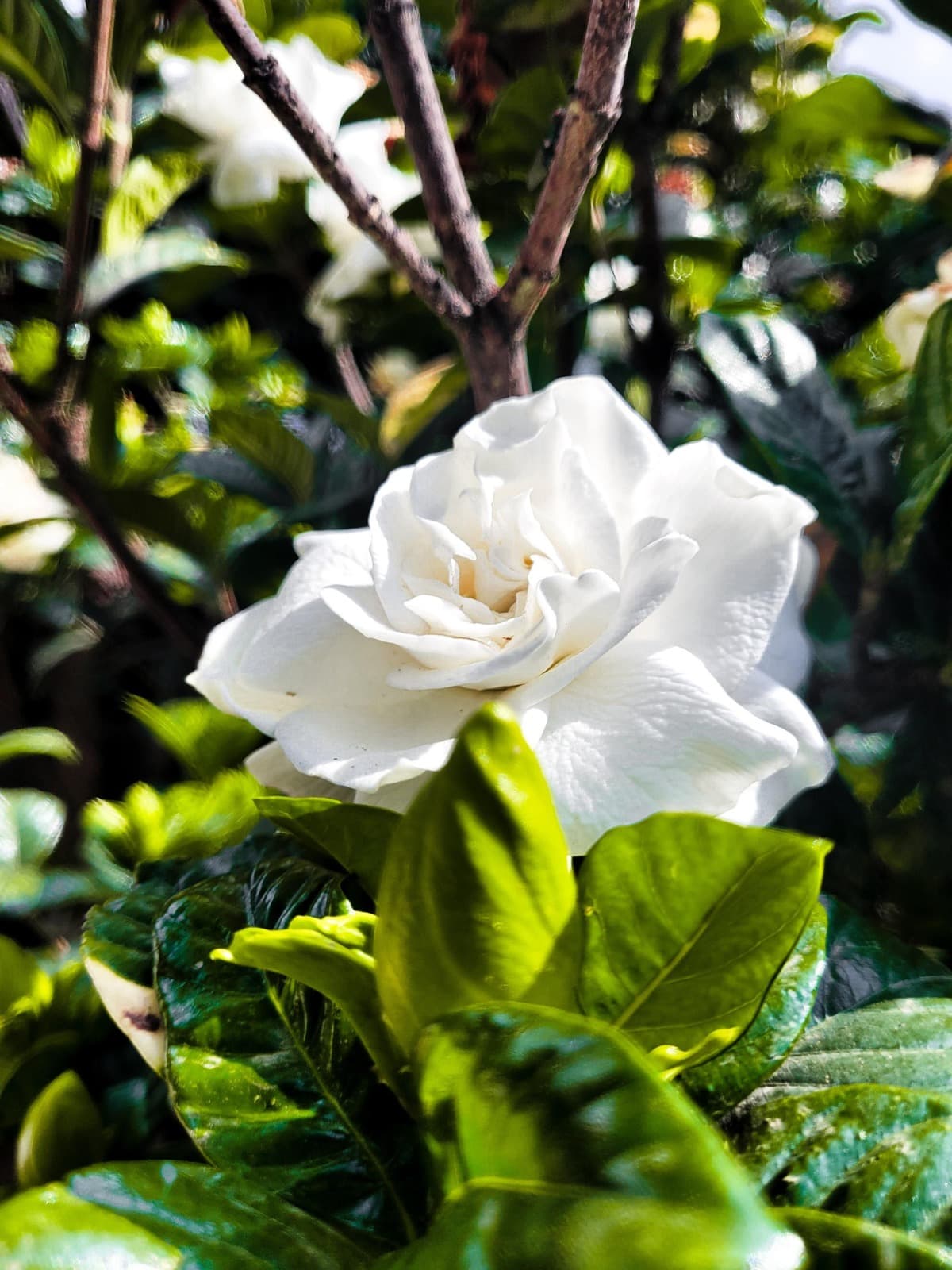 Gardenia blanca asociada a fragancias de cuidado personal y percepcion de calidad