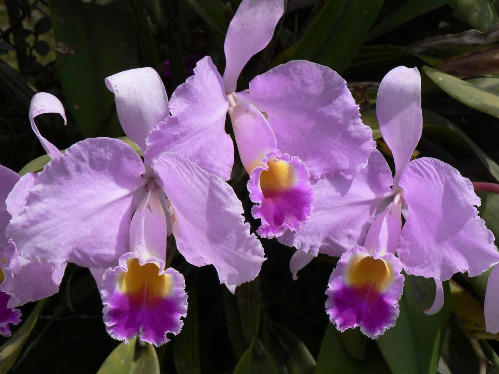 Orquideas lilas asociadas a fragancias emocionales y envolventes