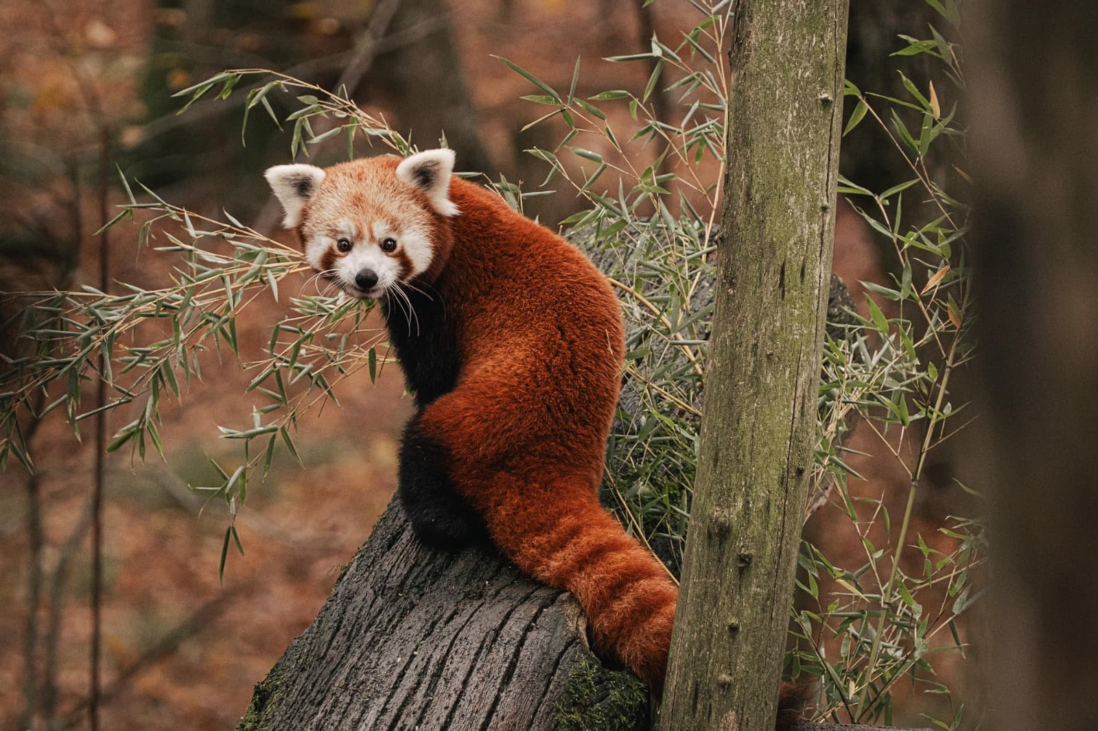 Entorno natural asociado a zootecnia
